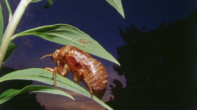 Во Франции миллион пчел приняли мучительную смерть, захлебнувшись собственным медом после ДТП