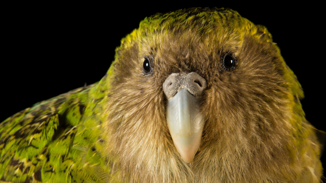 Ученые обнаружили гигантского попугая-каннибала