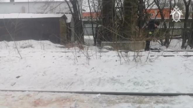В Хабаровске после нападения стаи собак погиб мужчина