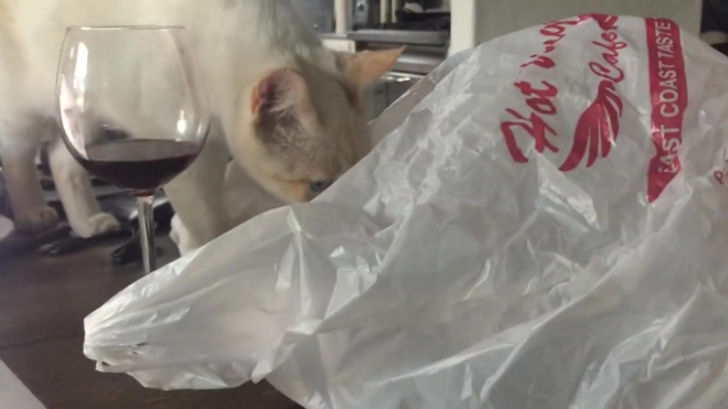 Смешное видео: кот с пакетом на голове устроил забег по дому