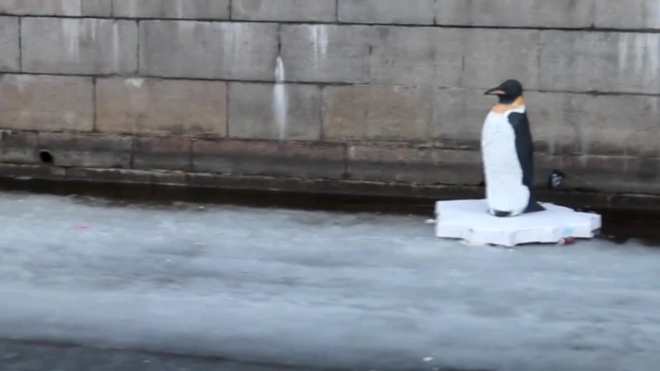 В Петербурге на льду высадился пингвин, он не ест и не пьет, пугает народ, а люди кидают ему монетки