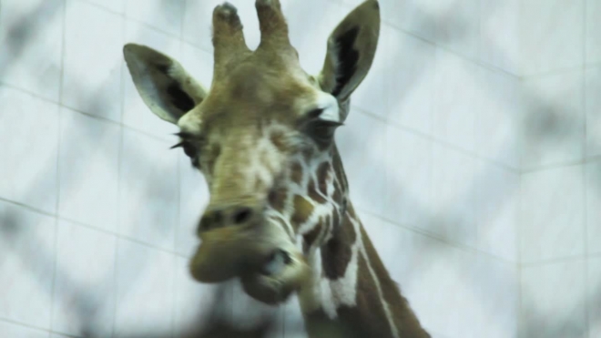 Самка жирафа Луга отпраздновала 33-летний день рождения двойной порцией фруктов
