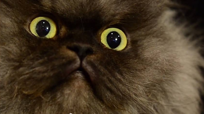 Мрачный кот Полковник Мяу скончался в США, не дожив до трех лет