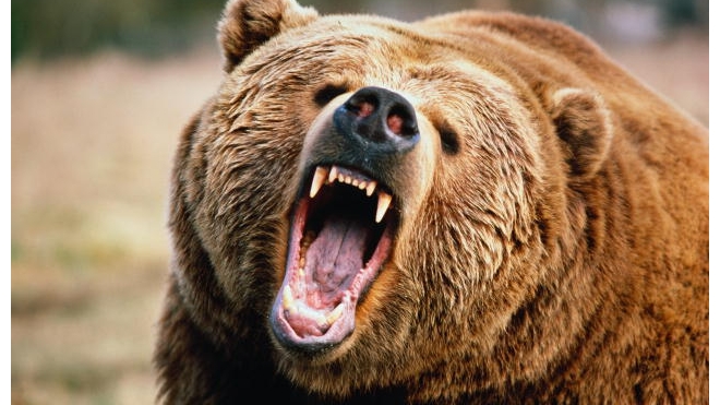 Медведь откусил руку женщине в томской шашлычной