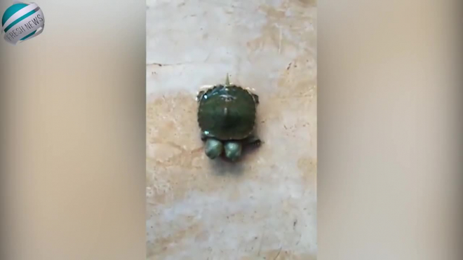 В Таиланде родилась двухголовая черепаха (видео)