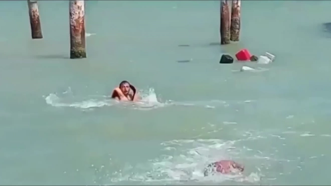 Тюлень напал на людей, купавшихся в море в Азербайджане