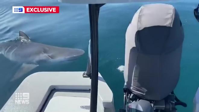 Акула-людоед покусала лодку рыбака и попала на видео