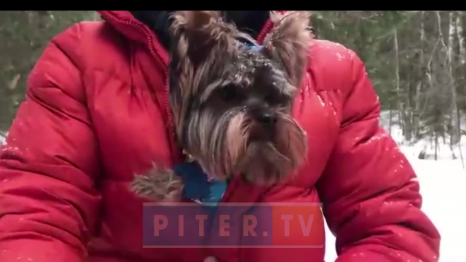 В Петербурге муниципальные власти определят места для выгула собак