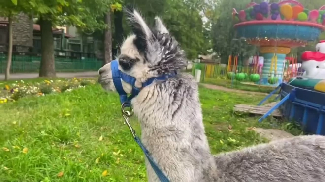 Видео: альпака Шарлотка стала выходить на прогулки