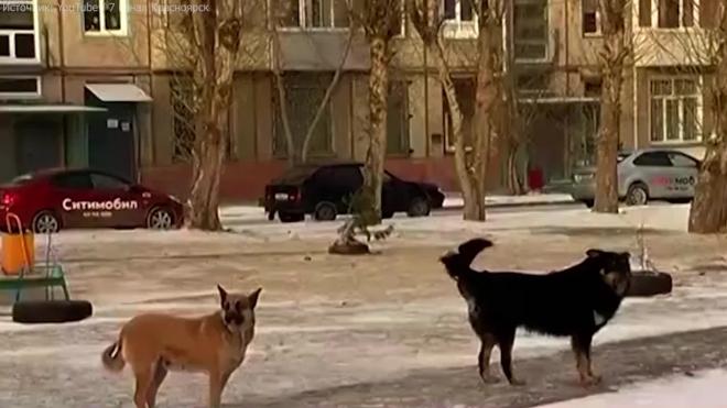 В Красноярске на школьницу напала стая бродячих собак