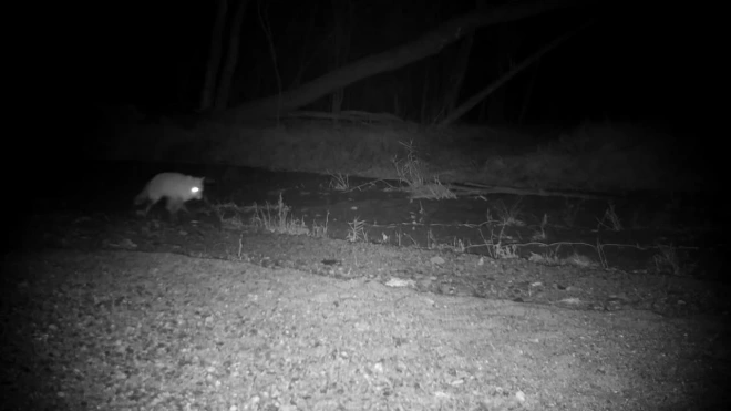 В Приморье в объектив видеоловушки попал мычащий тигр