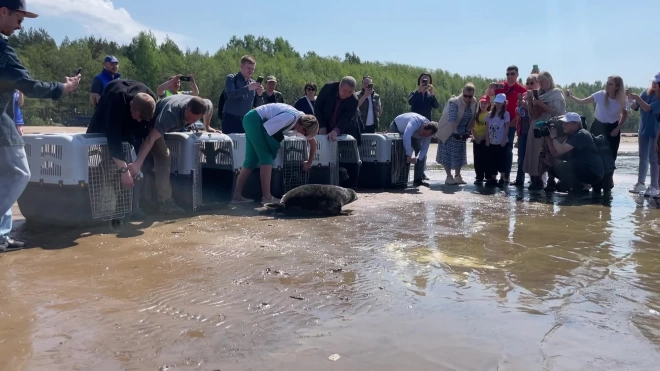 В Финский залив вернулись пять серых тюленят