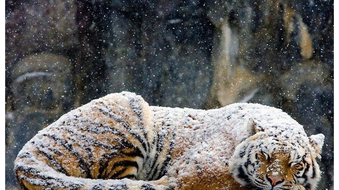 В национальном парке Приморья убили амурского тигра