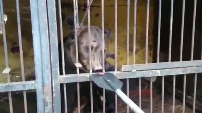 Ветеринары настояли на остановке эвакуации в затопленном зоопарке Уссурийска