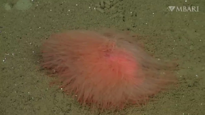 На дне Калифорнийского залива подводный аппарат нашел новых спагетти-червей