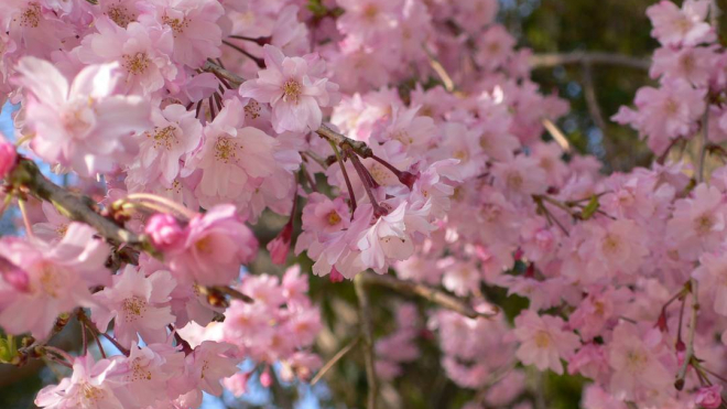 В Японии началось цветение сакуры, которое символизирует скоротечность жизни