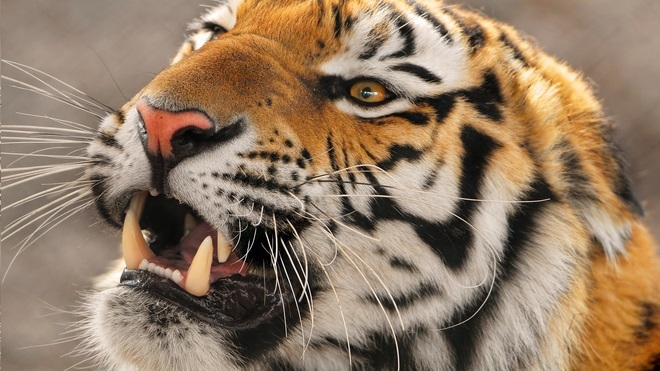 В Москве вьетнамцы продавали голову тигра и мясо экзотических животных