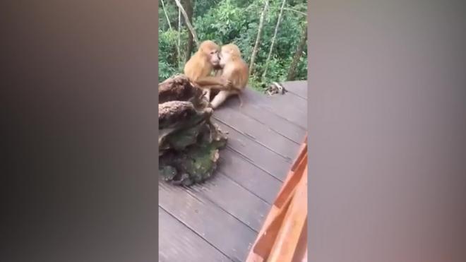 В Китае обезьяны показали поцелуй влюбленных 