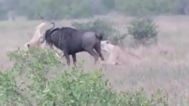В ЮАР антилопа победила в неравной схватке с двумя львицами