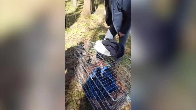 В Шуваловском парке спасли маленького енота с переломанными лапами