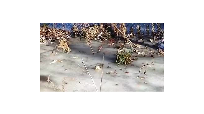 Видео: аллигаторы заживо вмерзли в лед в США