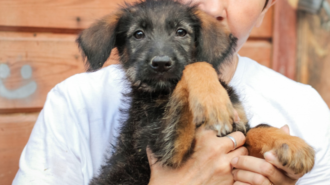 В приюте в Ломоносовском районе сотрудники ищут опекунов для собак