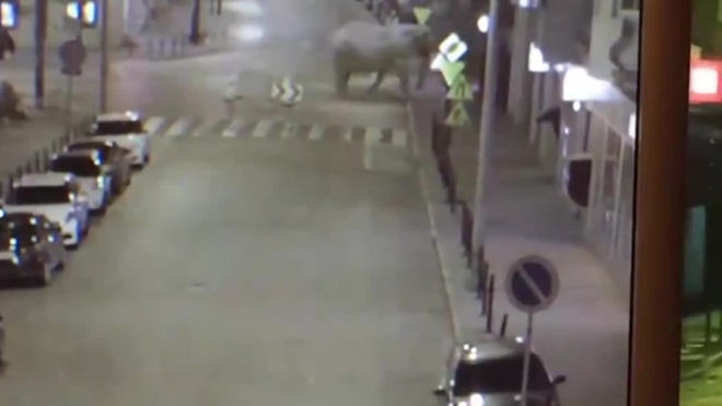 Забавное видео из Польши: слон прогулялся по улицам города
