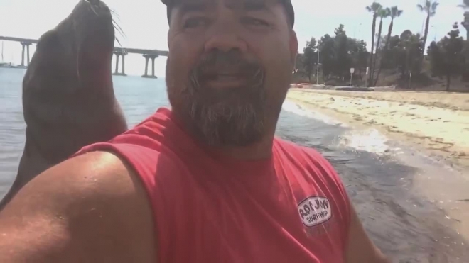 Американец полюбил тюленя прямо в лодке и снял это на видео