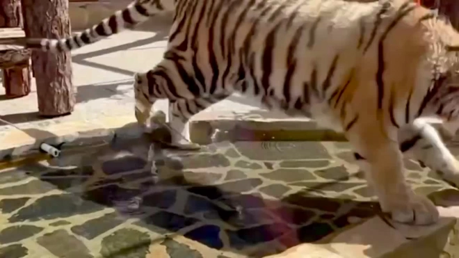 В Ленинградском зоопарке поблагодарили всех неравнодушных за подарки тигренку Зевсу