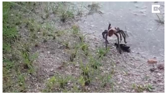 Смертельную схватку тарантула и осы-убийцы сняли на видео