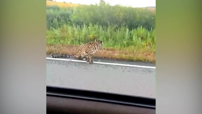 На юге Приморья истощенный дальневосточный леопард вышел к людям