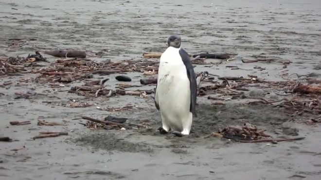Пингвин-путешественник отправляется домой в Антарктиду на научно-исследовательском судне