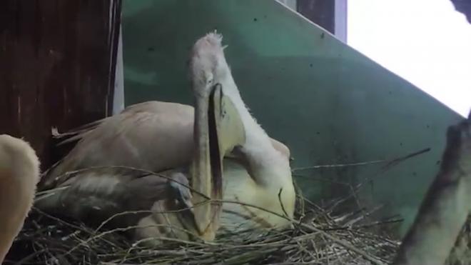 В Московском зоопарке вылупился птенец кудрявого пеликана