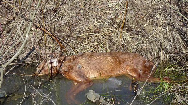 Трупы "кремированных" собак в Горелово до сих пор не убрали