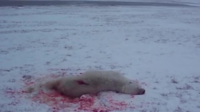 Видео кровавого расстрела белого медведя на Чукотке шокировало блогеров