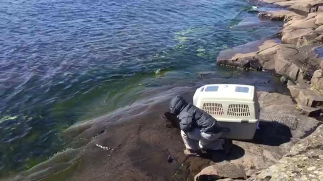 Видео: окрепшего нерпенка Крошика выпустили в воды Ладожского озера