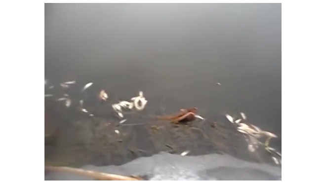 Рыбу в реке Кузьминка убили опасные токсины