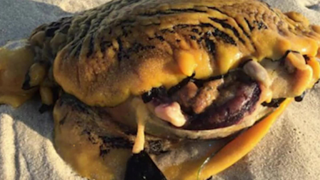 На австралийском пляже нашли странное существо - "убийцу собак"