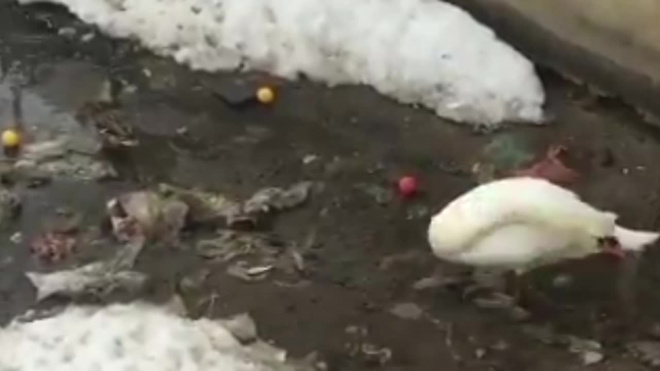 Лебедь, очищающий реку от мусора, попал на видео