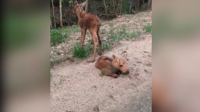 В Ленинградской области мужчины помогли перейти лосятам дорогу