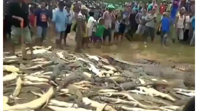 Жители Индонезии забили до смерти 300 крокодилов
