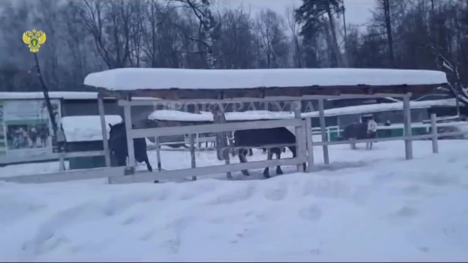 При пожаре в конюшне в Москве погибли восемь лошадей