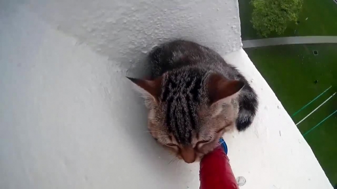 В Сингапуре спасатели сняли на видео спасение котика с 12 этажа