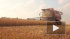 Россия намерена приостановить экспорт зерна до 1 июля 2020 года 