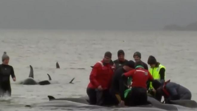 В Австралии спасли около ста дельфинов, выбросившихся на берег