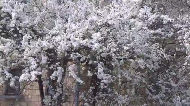 В Петербурге зацвели яблони, груши и сакура