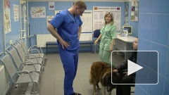 Кетаминовый скандал в Петербурге закончился сроком ветеринару и угрозой рынку ветуслуг 