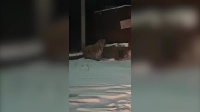 Тигр загнал россиян в придорожное кафе 