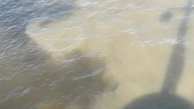 Росприроднадзор выяснил, кто виноват в загрязнении реки Малая Невка