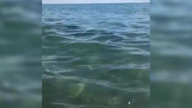 Дельфины устроили "шоу" у берега Черного моря